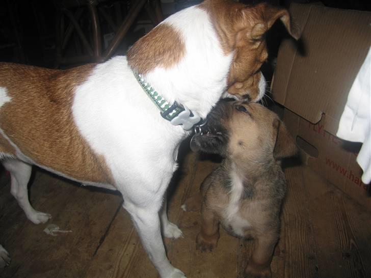 Dansk svensk gaardhund Trunte - Bliv da stor nok til at få dit eget halsbånd billede 15