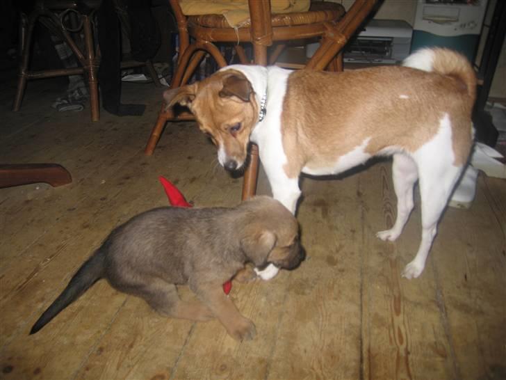 Dansk svensk gaardhund Trunte billede 16