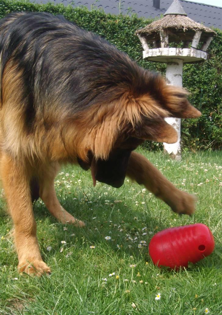 Schæferhund Victor - Kom nu ud, hvor svært kan det være ! billede 10