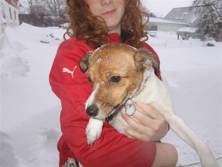 Dansk svensk gaardhund Trunte billede 17