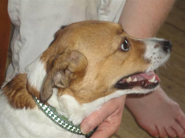 Dansk svensk gaardhund Trunte billede 18