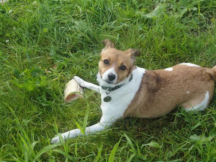 Dansk svensk gaardhund Trunte - Det er MIT kødben billede 19