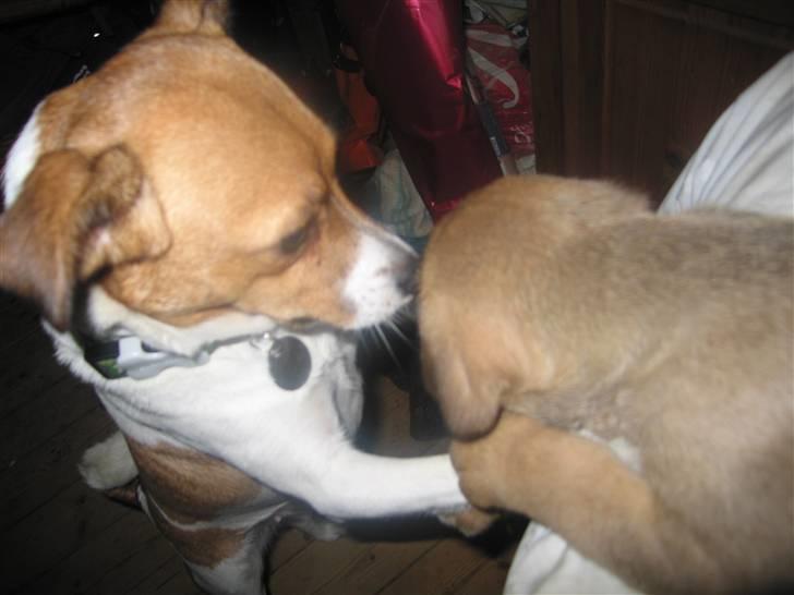 Dansk svensk gaardhund Trunte - Hvad dufter du af?? billede 20