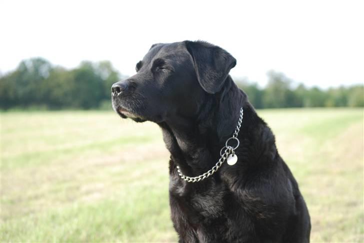 Labrador retriever Fie ** R.I.P ** billede 9