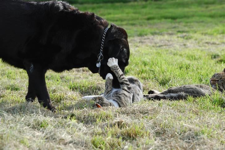 Labrador retriever Fie ** R.I.P ** billede 10