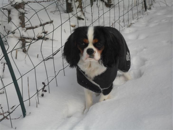 Cavalier king charles spaniel Zhiba - Min sneprinsesse :)  billede 13