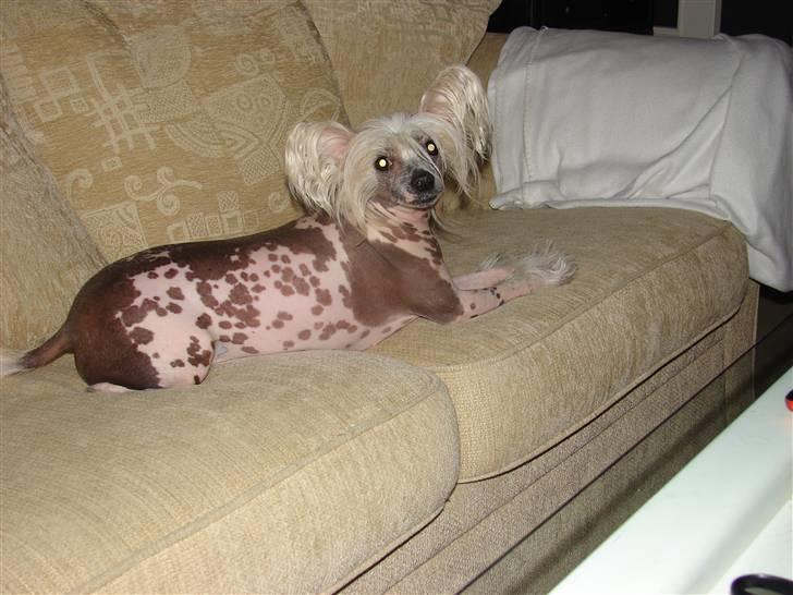 Chinese crested hårløs Honey billede 1