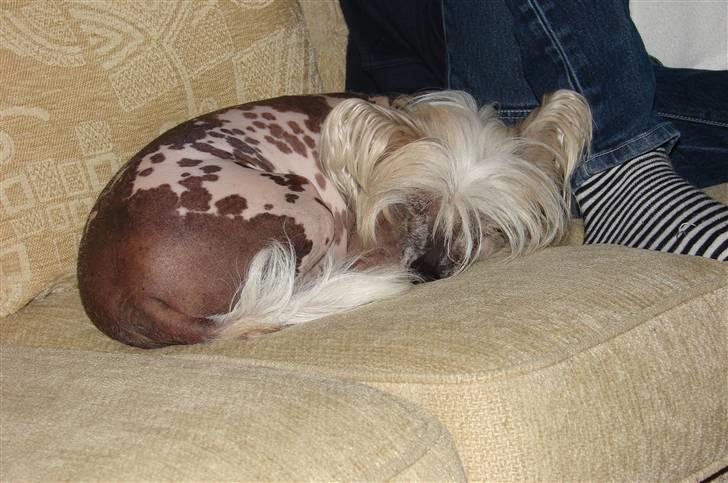 Chinese crested hårløs Honey billede 2