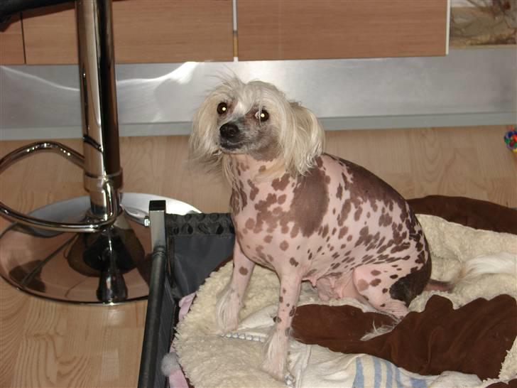 Chinese crested hårløs Honey billede 3