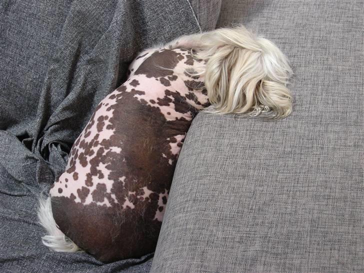 Chinese crested hårløs Honey billede 4