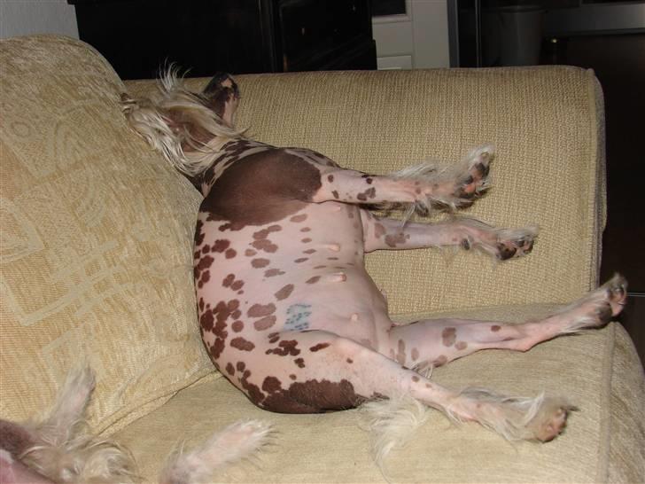 Chinese crested hårløs Honey - EEElsker at ligge sådan i sofaen billede 5
