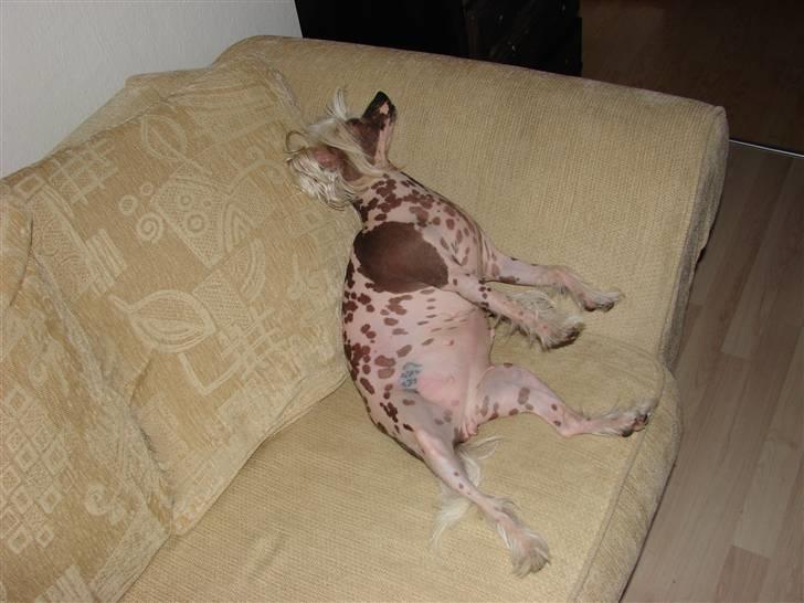 Chinese crested hårløs Honey - det bedste jeg ved billede 6