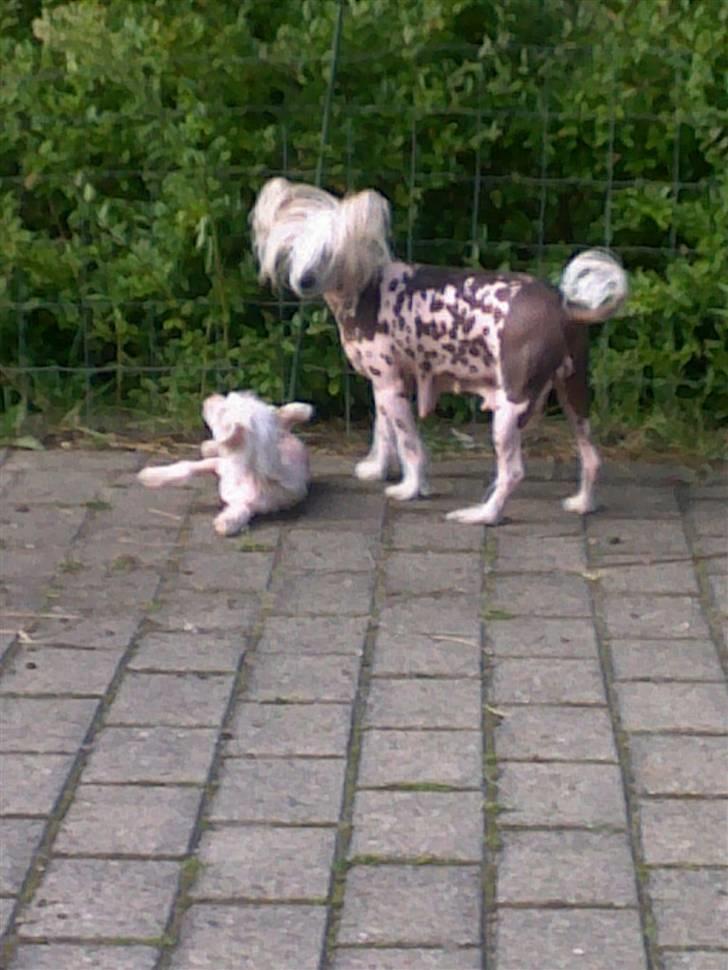 Chinese crested hårløs Honey billede 7