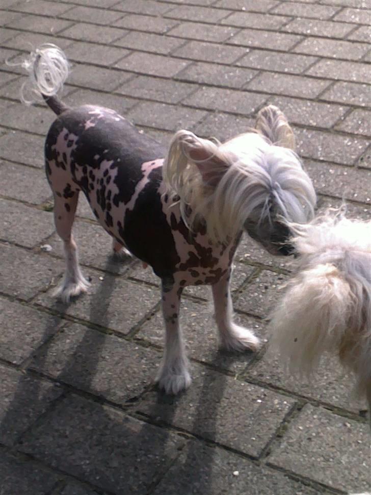 Chinese crested hårløs Honey billede 8