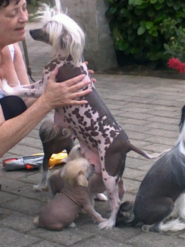 Chinese crested hårløs Honey - står lige ved bedstemor her  billede 9