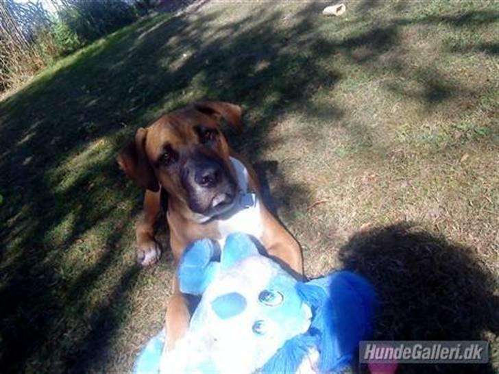 Cane corso Cozmo <3 - dejlig sol, og skøn bamse :) billede 14