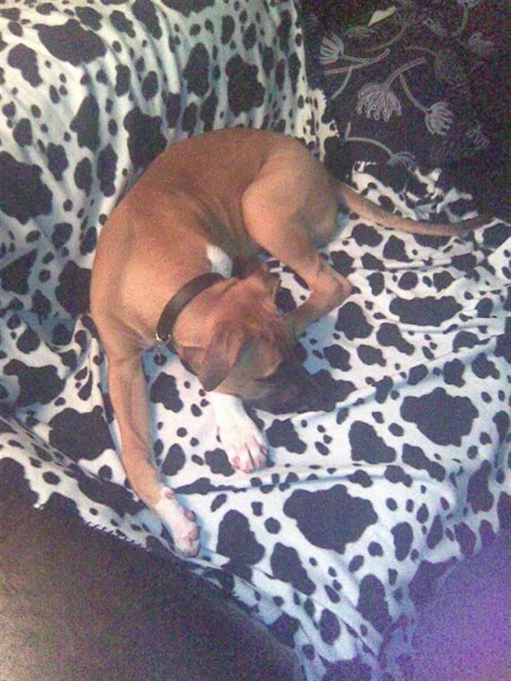 Cane corso Cozmo <3 - første dag mor og far fik mig. billede 15