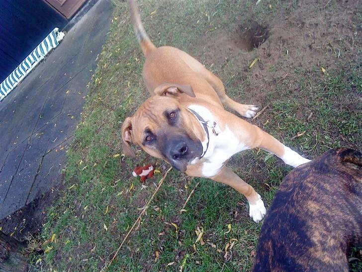 Cane corso Cozmo <3 billede 16