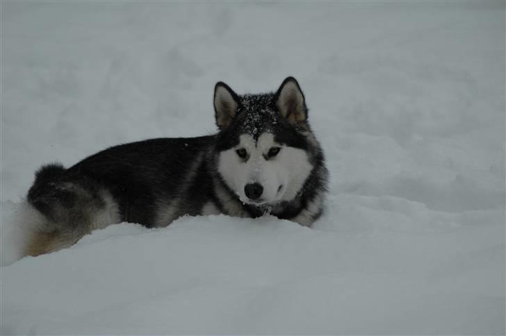 Alaskan malamute Wolfine - yes der er intet som et godt snevejr  billede 11