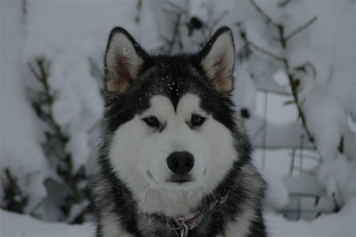 Alaskan malamute Wolfine - uh jeg elsker at være model  billede 12