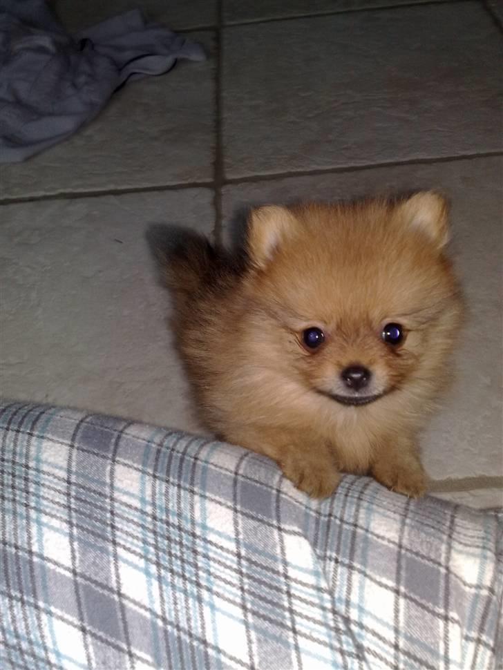 Pomeranian Homer J Junior billede 1