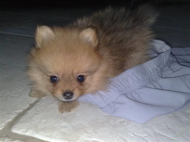 Pomeranian Homer J Junior billede 2