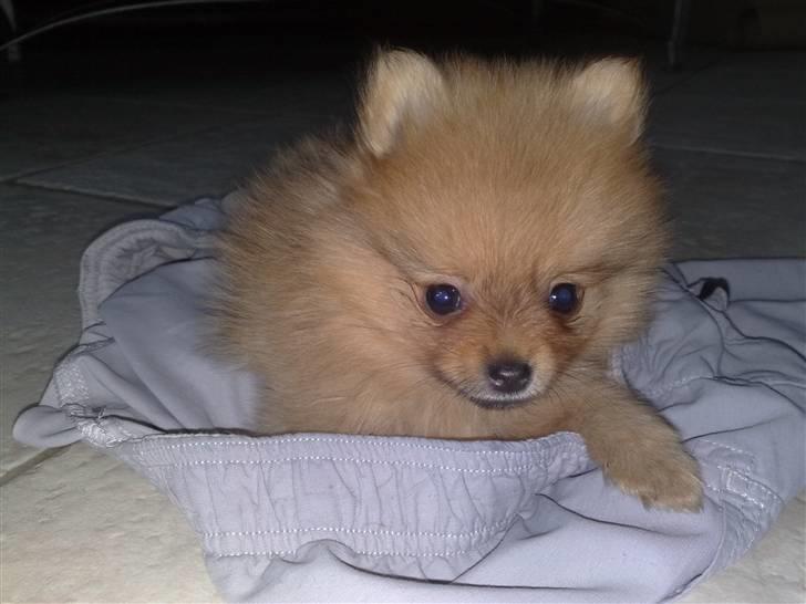 Pomeranian Homer J Junior billede 3