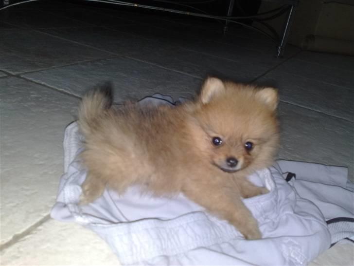 Pomeranian Homer J Junior billede 4