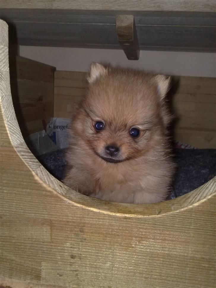 Pomeranian Homer J Junior billede 6