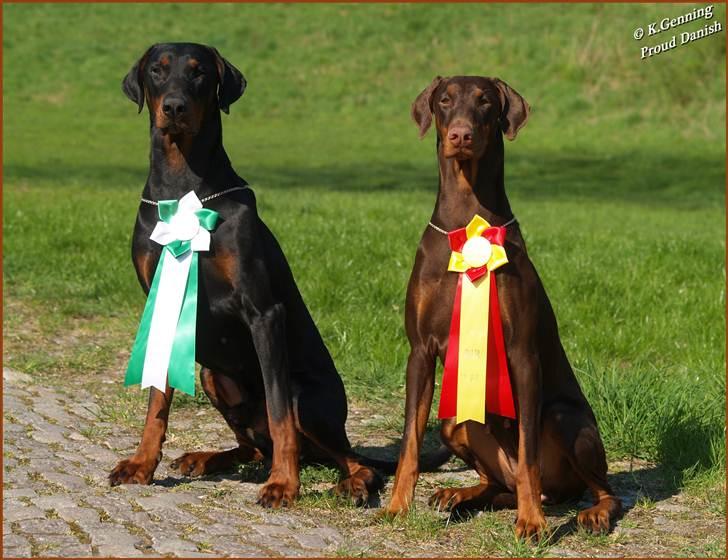 Dobermann Mighty Triton V Masterhof - 23-04-2011 BIM & BIR billede 14