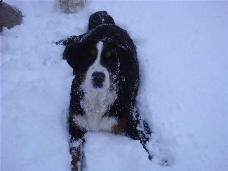 Berner sennenhund Buster (Futte) billede 11