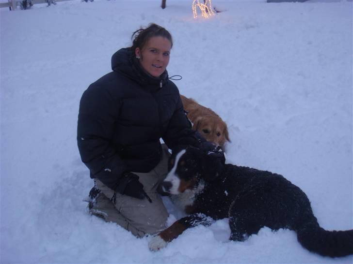 Berner sennenhund Buster (Futte) billede 12