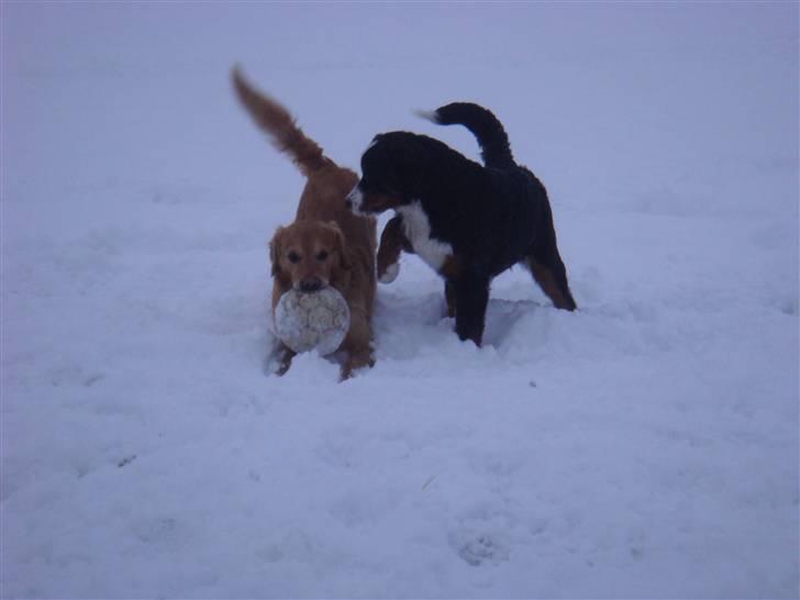 Berner sennenhund Buster (Futte) billede 13