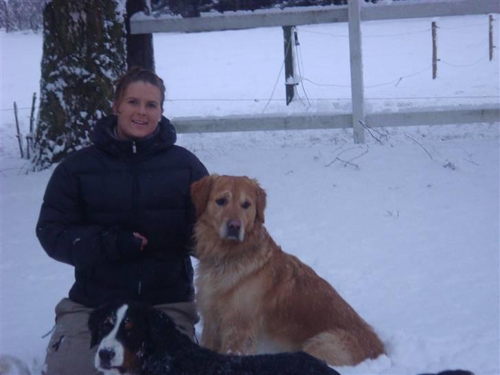 Golden retriever Bacardi billede 13