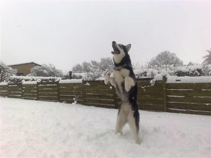 Alaskan malamute Sika - januar billede 9