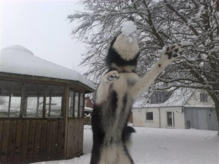 Alaskan malamute Sika - januar billede 10