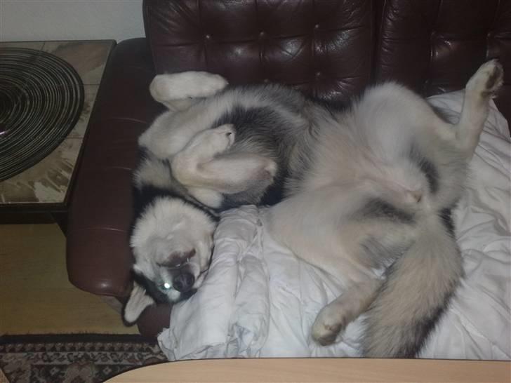 Alaskan malamute Sika - januar billede 11