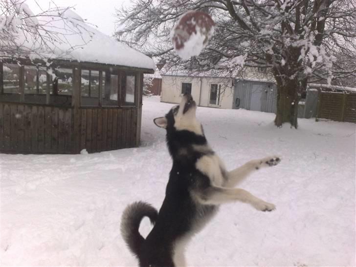 Alaskan malamute Sika - januar billede 12