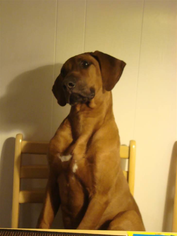 Rhodesian ridgeback Leo billede 1