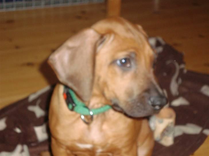 Rhodesian ridgeback Leo billede 2