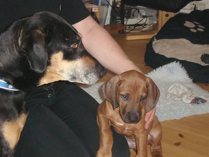 Rhodesian ridgeback Leo billede 3