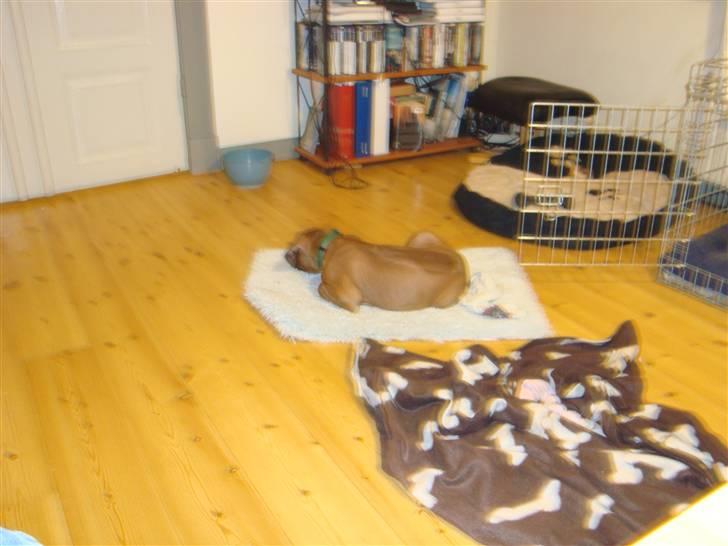 Rhodesian ridgeback Leo billede 4