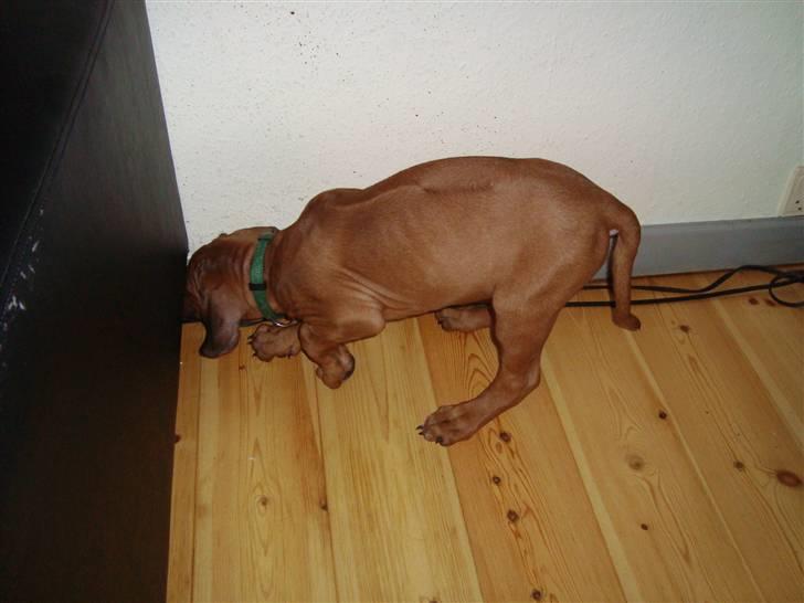 Rhodesian ridgeback Leo billede 5