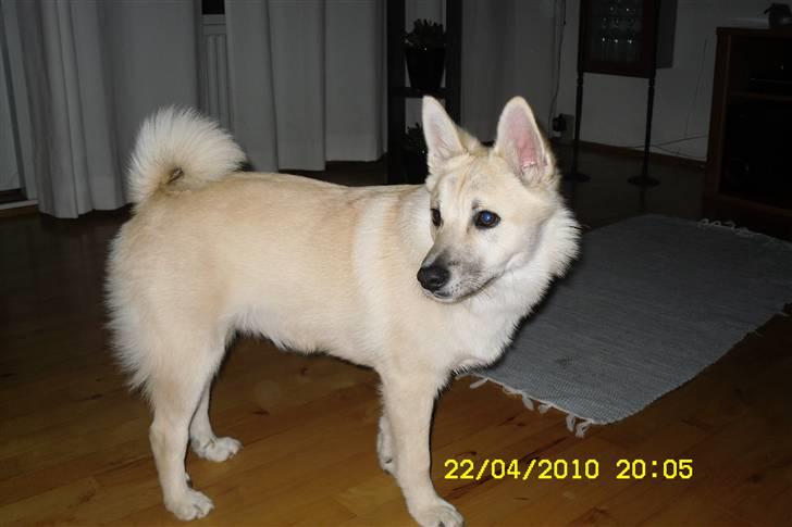 Norsk buhund Kenzo - Så er jeg kommet hjem til mit nye hjem og er faldet godt til  billede 1