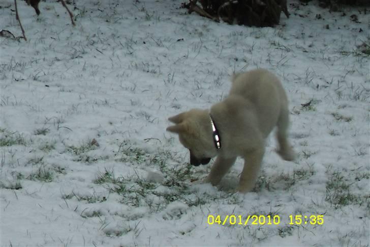 Norsk buhund Kenzo - Så er jeg vokset lidt  billede 2