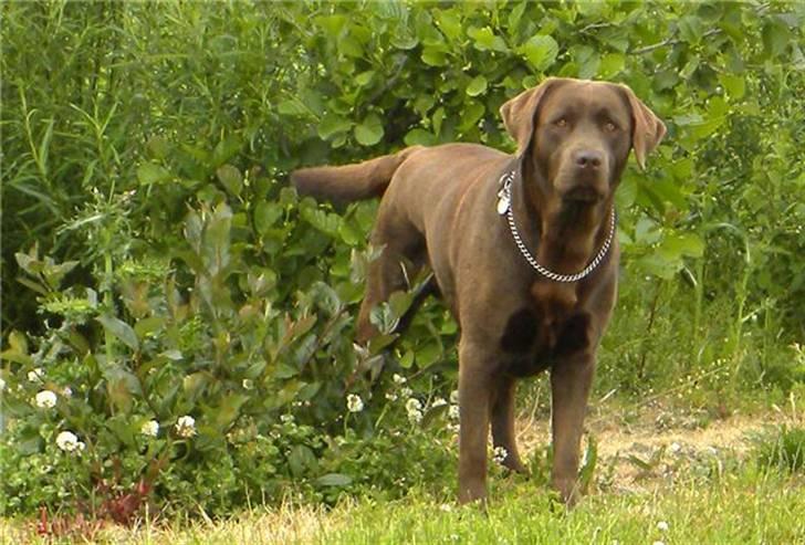Labrador retriever Balder R.I.P. billede 1