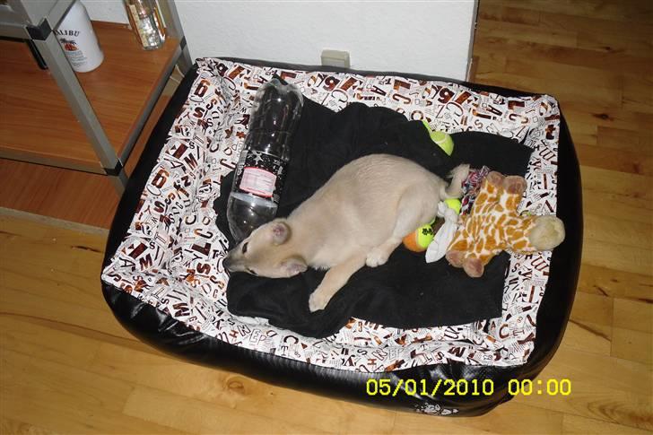 Norsk buhund Kenzo - jeg stjæler gerne ting op i min kurv  billede 3