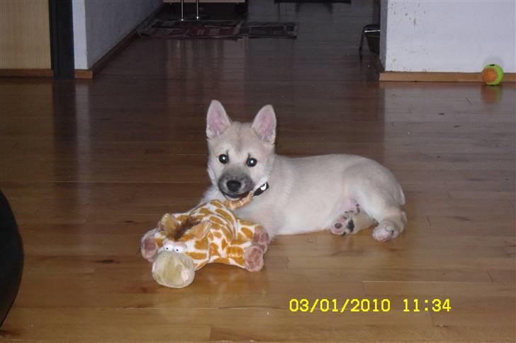 Norsk buhund Kenzo - se min giraf er den ikke sød  billede 4