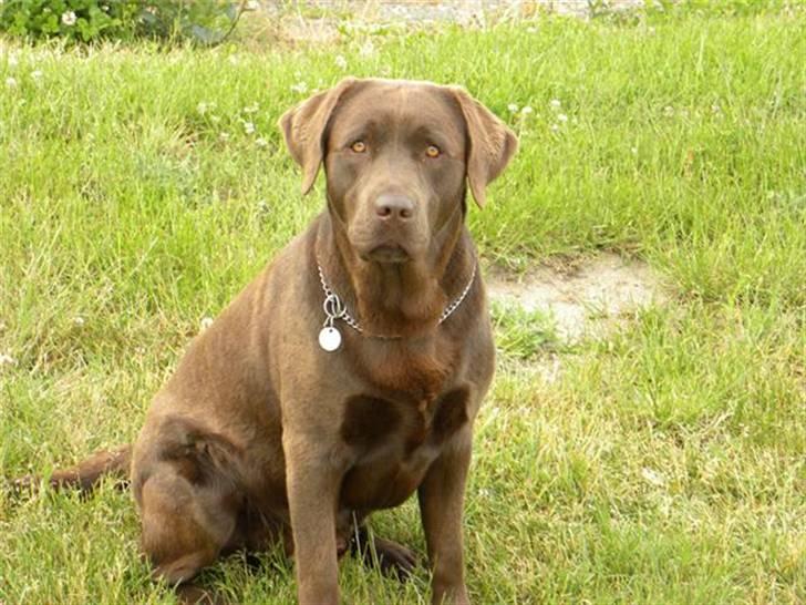 Labrador retriever Balder R.I.P. billede 2