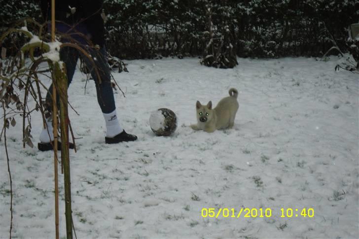 Norsk buhund Kenzo - elsker at spille bolde i haven  billede 5